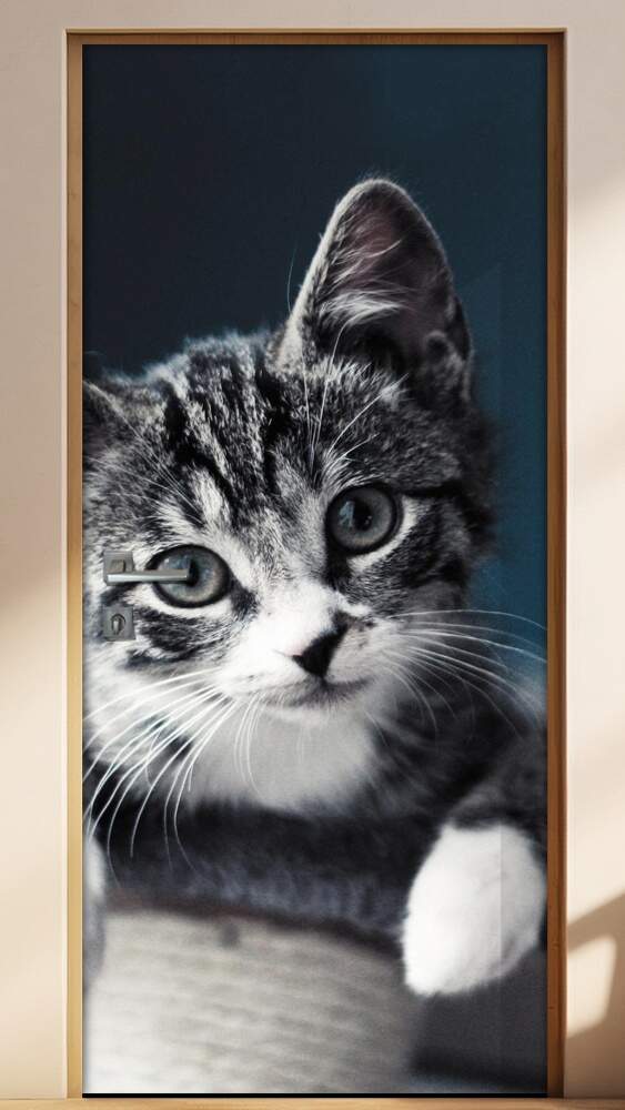 Adesivo Para Porta Animais Gatinho Mod. 6