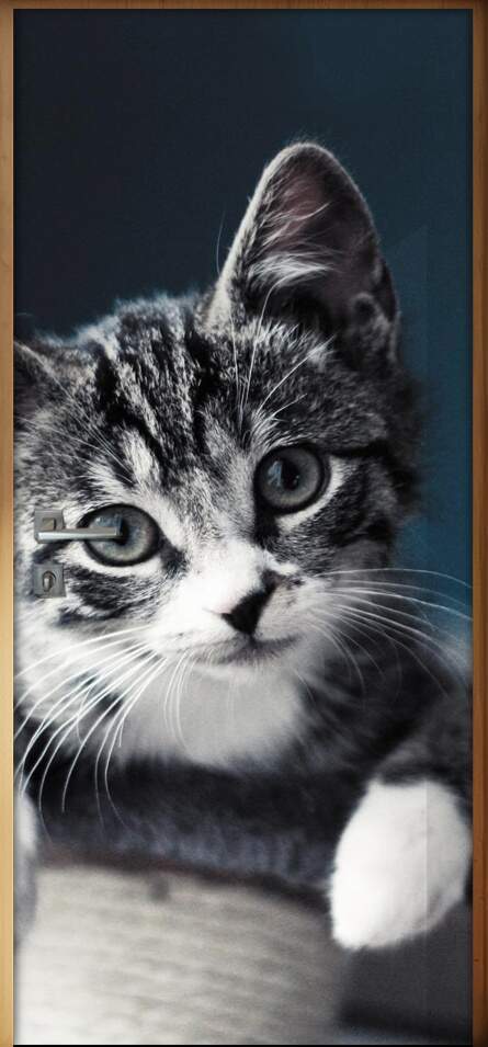 Adesivo Para Porta Animais Gatinho Mod. 6