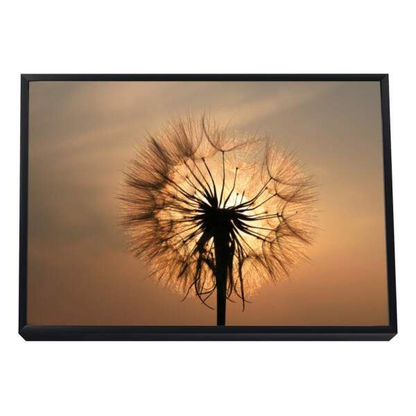 Quadro Decorativo Inspirador Dente-de-Leo ao Pr do Sol