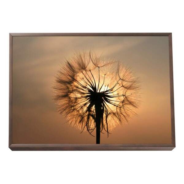 Quadro Decorativo Inspirador Dente-de-Leo ao Pr do Sol