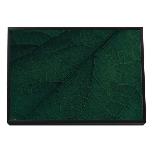 Quadro Decorativo: Explendor Verde Vibrante