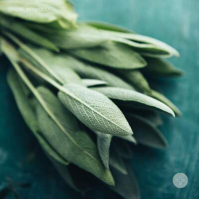 Salvia - 15g - Orgnico - Vale Ecolgico