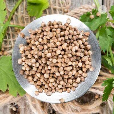 Coentro Gros - 50g - Ojas