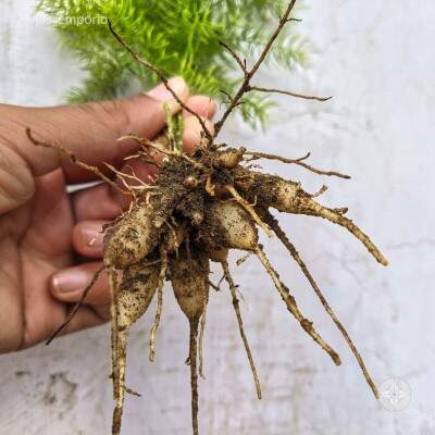 Shatawari - 1kg