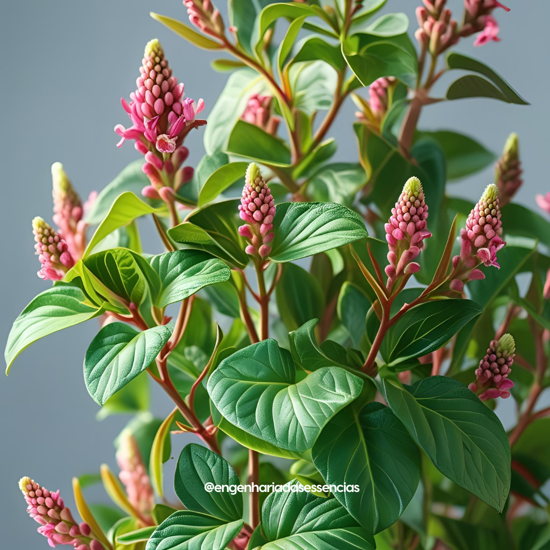 Alfa-Bisabolol: O Segredo Natural para Uma Pele Saudvel e Sem Manchas