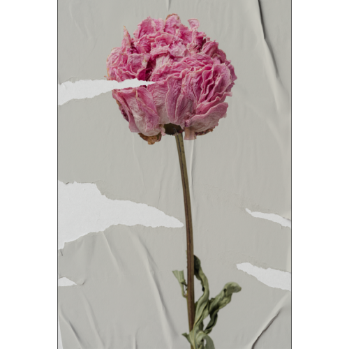 P�STER LAMBE-LAMBE - BODHI SECO MOD.1