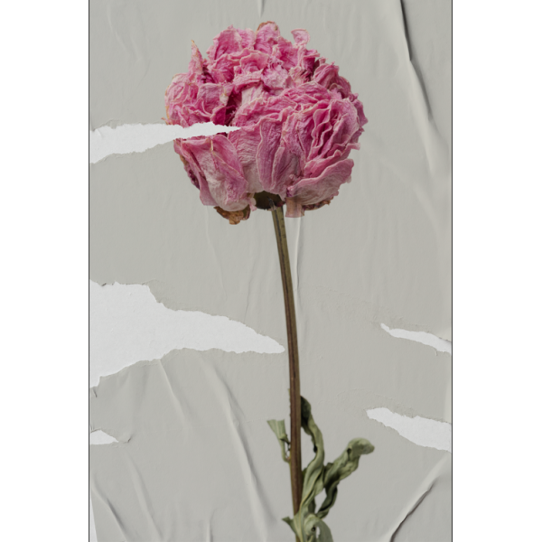 P�STER LAMBE-LAMBE - BODHI SECO MOD.1