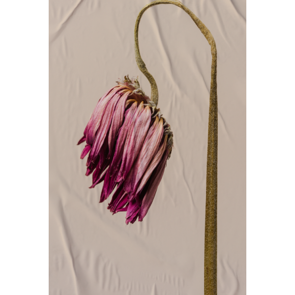 P�STER LAMBE-LAMBE - BODHI SECO MOD.2