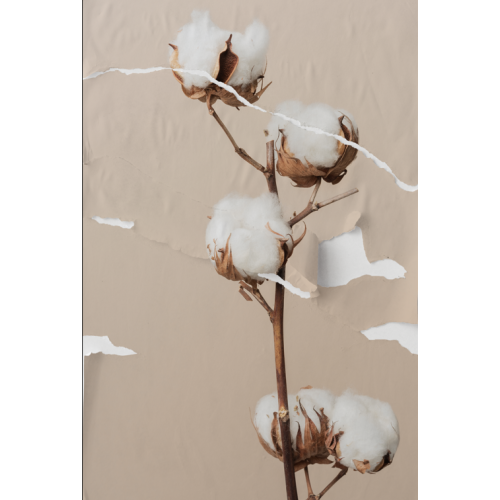 P�STER LAMBE-LAMBE - BODHI SECO MOD.3