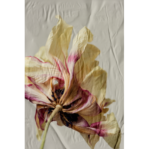 P�STER LAMBE-LAMBE - BODHI SECO MOD.4