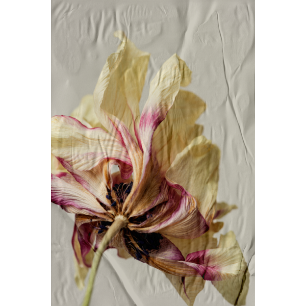 P�STER LAMBE-LAMBE - BODHI SECO MOD.4