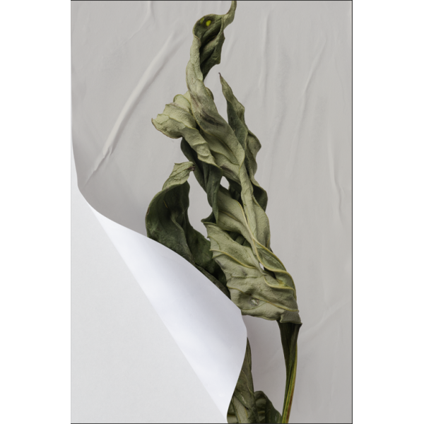 P�STER LAMBE-LAMBE - BODHI SECO MOD.5