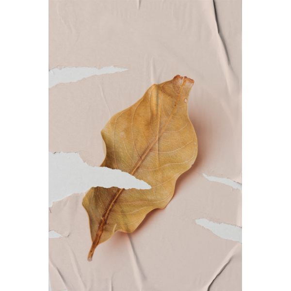 P�STER LAMBE-LAMBE - BODHI SECO MOD.7