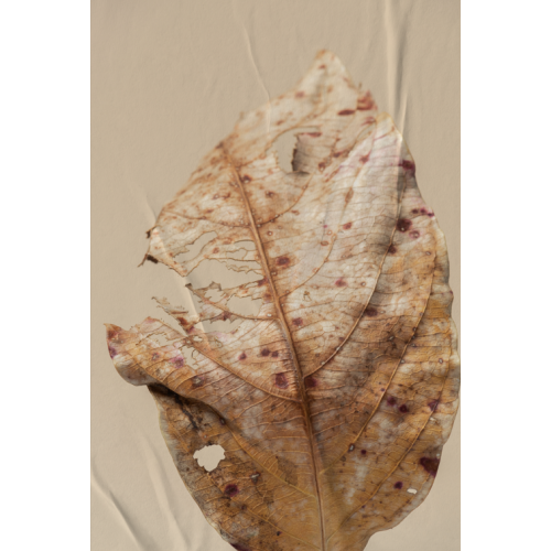 P�STER LAMBE-LAMBE - BODHI SECO MOD.8