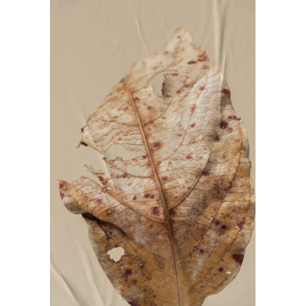 P�STER LAMBE-LAMBE - BODHI SECO MOD.8