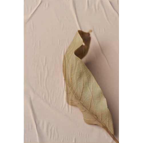 P�STER LAMBE-LAMBE - BODHI SECO MOD.9