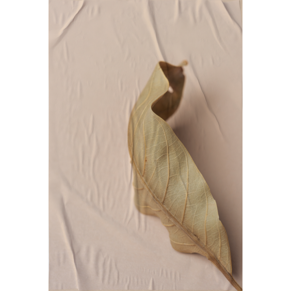 P�STER LAMBE-LAMBE - BODHI SECO MOD.9