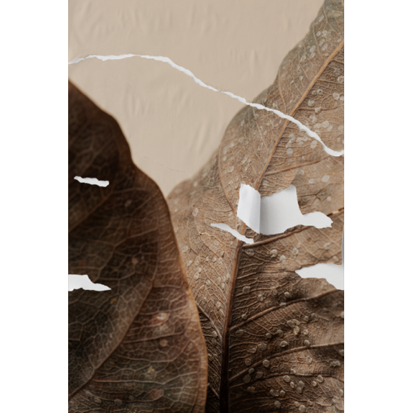 P�STER LAMBE-LAMBE - BODHI SECO MOD.10