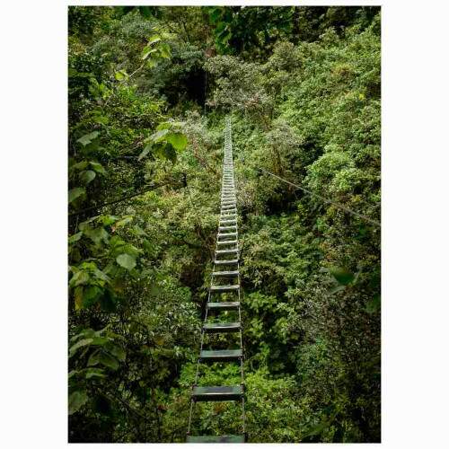 Quadro Floresta Ponte pnsil Vegetao