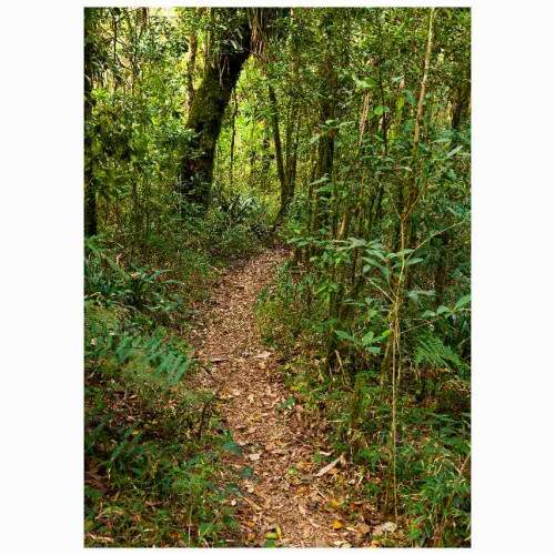 Quadro Trilha Pela Floresta