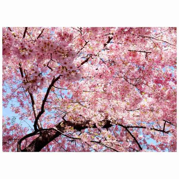 Quadro Cerejeira em Flor com Cu Azul