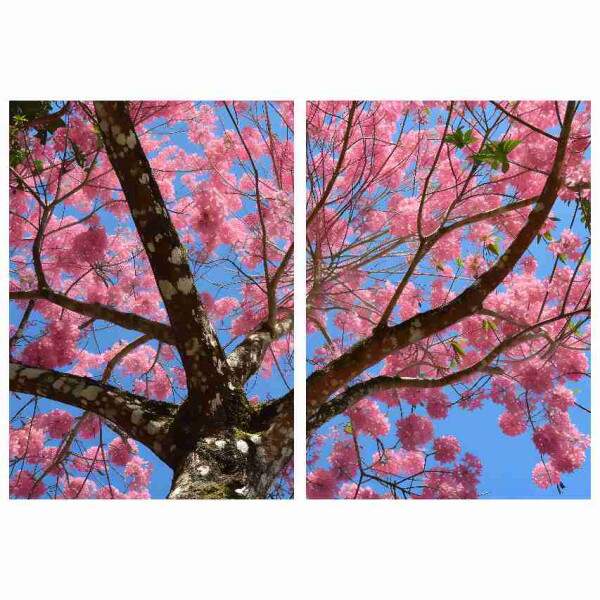 Quadro Ip Rosa Florido com Cu Azul