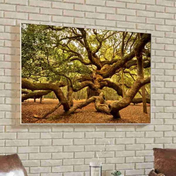 Quadro rvore Antiga
