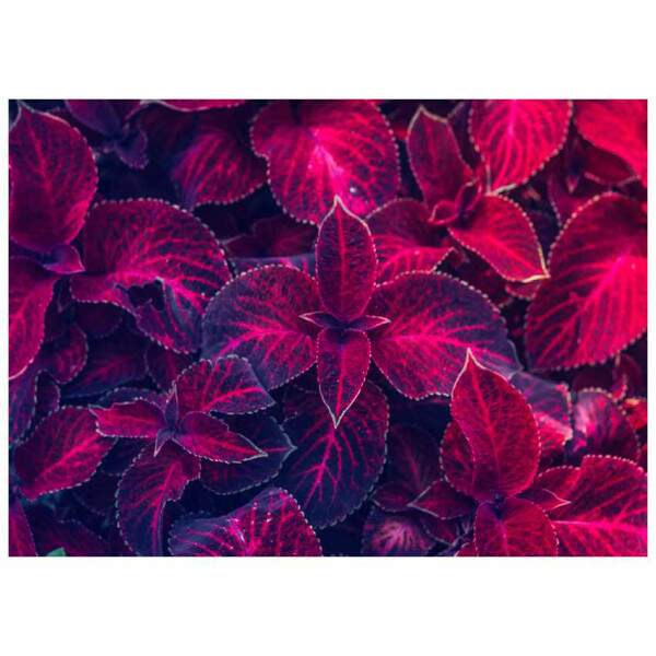 Quadro Folhagem Tropical em Tons de Magenta e Violeta
