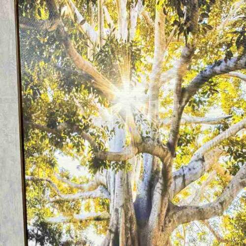 Quadro Razes Majestosas rvore Centenria com Raios de Sol