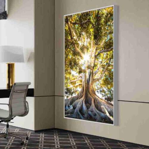 Quadro Razes Majestosas rvore Centenria com Raios de Sol