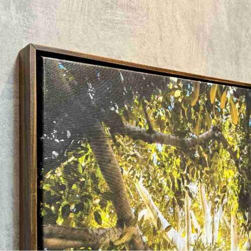 Quadro Razes Majestosas rvore Centenria com Raios de Sol
