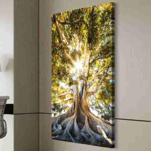Quadro Razes Majestosas rvore Centenria com Raios de Sol