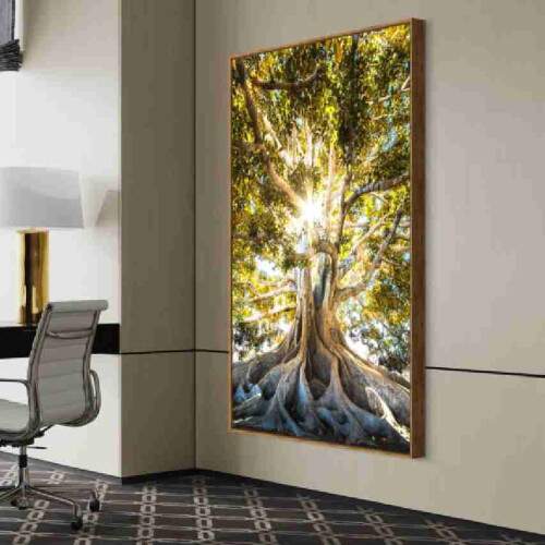 Quadro Razes Majestosas rvore Centenria com Raios de Sol