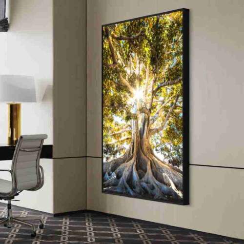 Quadro Razes Majestosas rvore Centenria com Raios de Sol