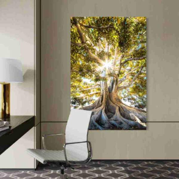 Quadro Razes Majestosas rvore Centenria com Raios de Sol