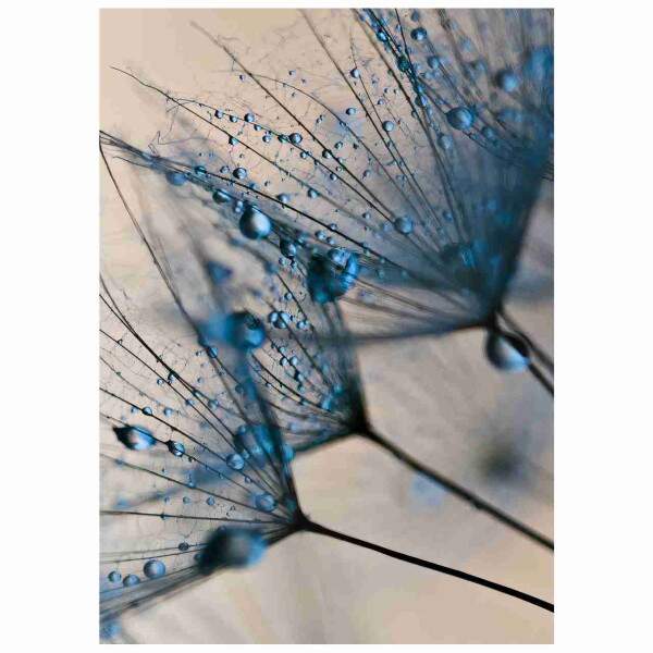 Quadro Dente de Leo Tons Azuis Gotas de Orvalho Decorativo
