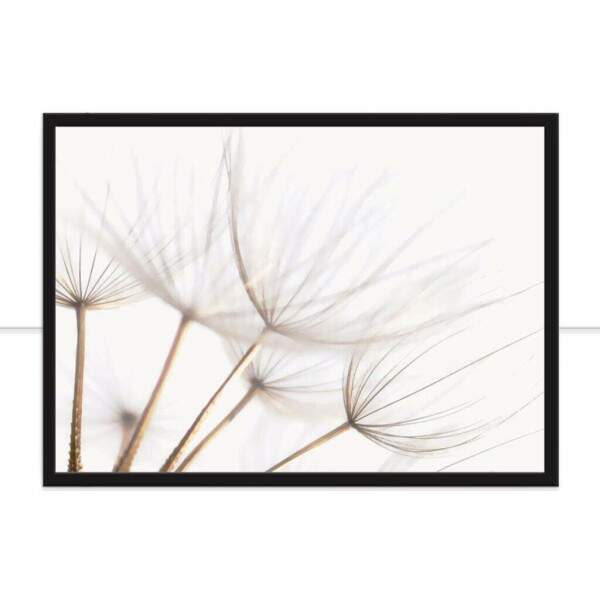 Quadro Dandelion Sepia por Juliana Bogo