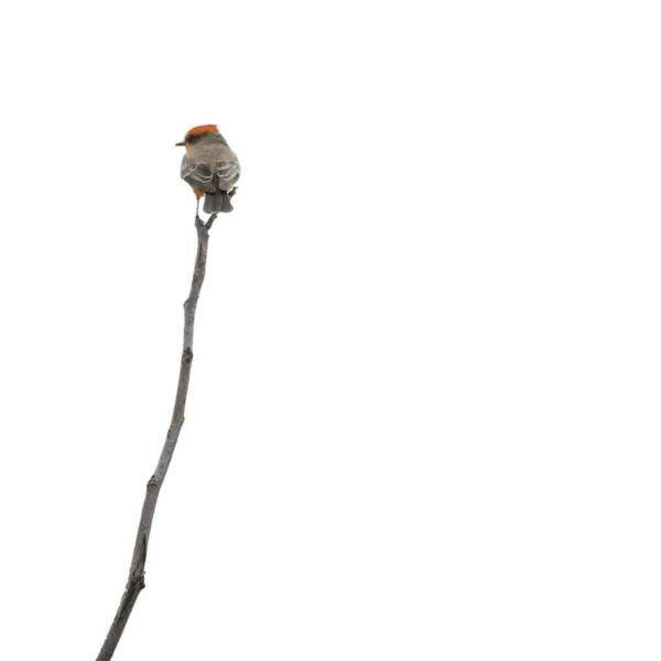 Quadro Minimal Bird por Patricia Costa