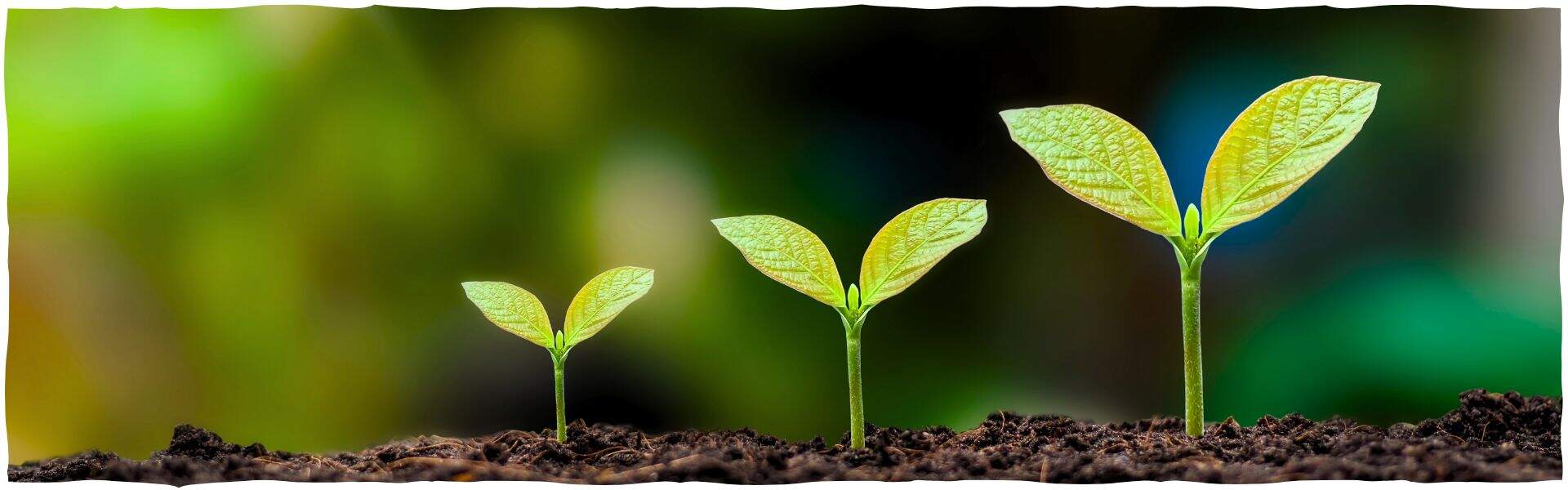SUSTENTABILIDADE